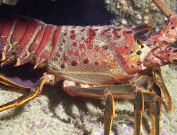 Polairud Polri dan KKP Gagalkan Penyelundupan Lobster Rp19,2 Miliar