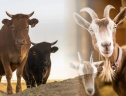 Pemprov DKI Jakarta Gencar Periksa Hewan Kurban untuk Idul Adha