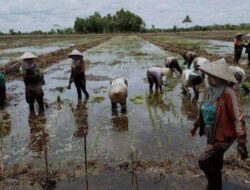 Kalteng Siapkan 100 Ribu Hektare untuk Maksimalkan Sektor Pertanian