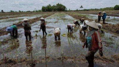 Kalteng Siapkan 100 Ribu Hektare untuk Maksimalkan Sektor Pertanian