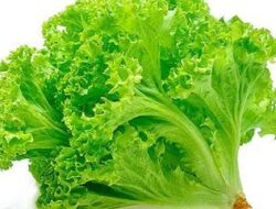 Ini Tiga Manfaat Selada untuk Kesehatan Tubuh, Bikin Takjub