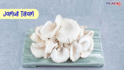 Selain Lezat, Ini Lima Manfaat Jamur Tiram untuk Kesehatan