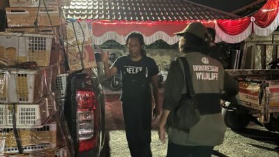 BKSDA Kalbar Gagalkan Penyelundupan 625 Ekor Burung Liar