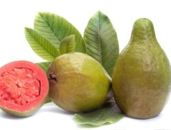 Daun Biji Jambu Bisa Dijadikan Obat Batuk, Begini Cara Mengolahnya