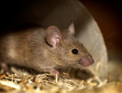 Mau Dapur Rumah Bebas Tikus, Coba Tips Berikut