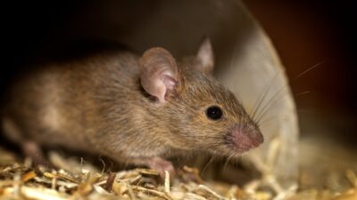 Mau Dapur Rumah Bebas Tikus, Coba Tips Berikut