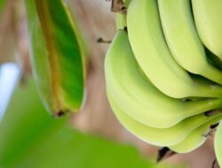 Diantaranya Pisang Hijau, Ini Sederet Asupan yang Dapat Memperpanjang Umur