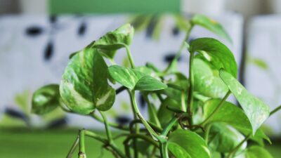 Banyak yang Belum Tahu, Jenis-jenis Daun Ini Bantu Turunkan Kolesterol dan Darah Tinggi